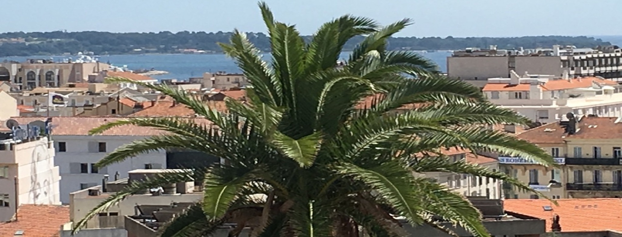 Vue palmier - Cannes